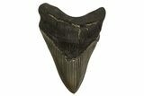 Serrated, Fossil Megalodon Tooth - Georgia #338638-1